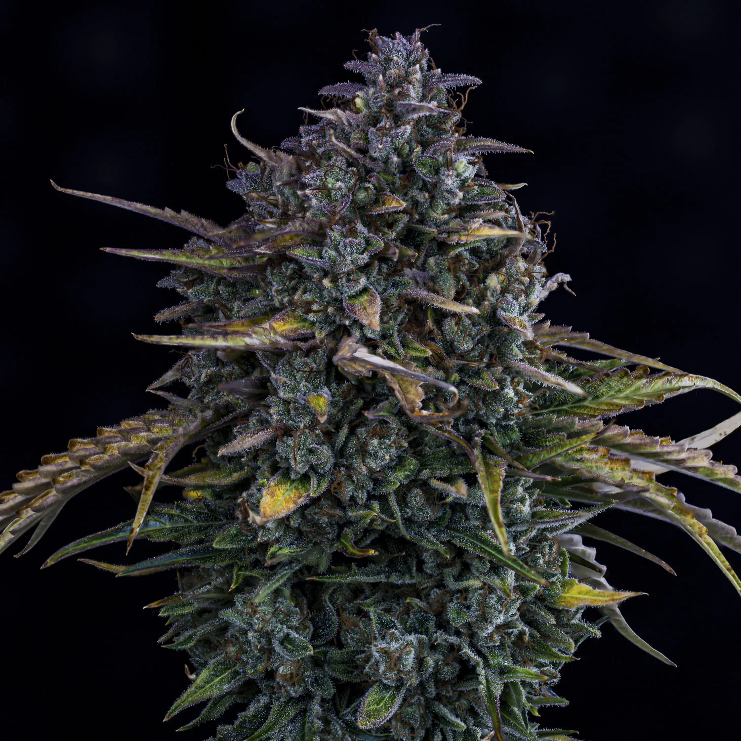 Gold Glue - Image 2