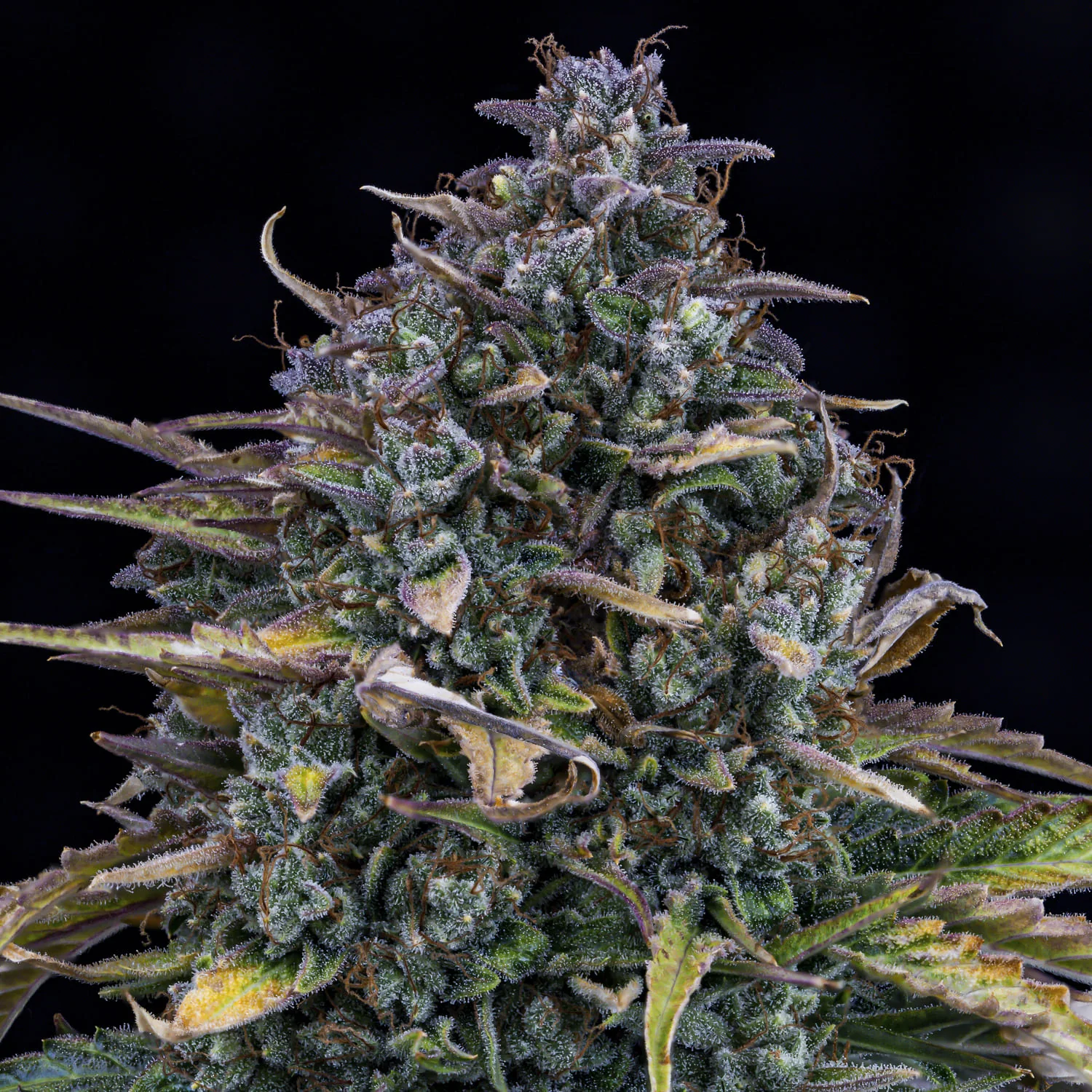 Gold Glue - Image 3