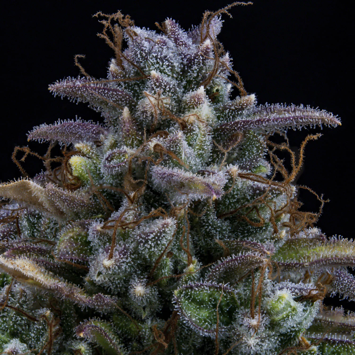 Gold Glue - Image 4