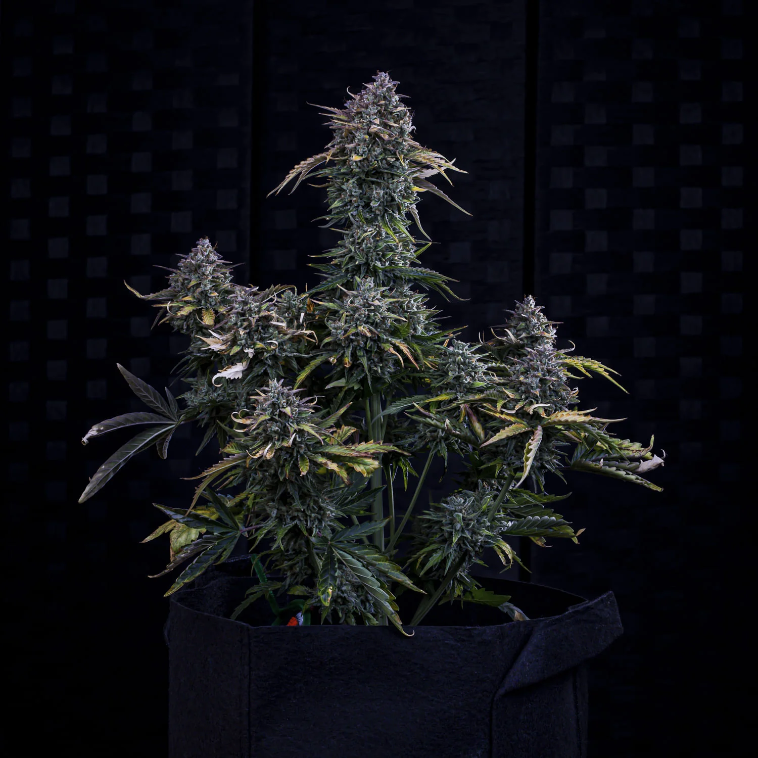 Gold Glue - Image 5