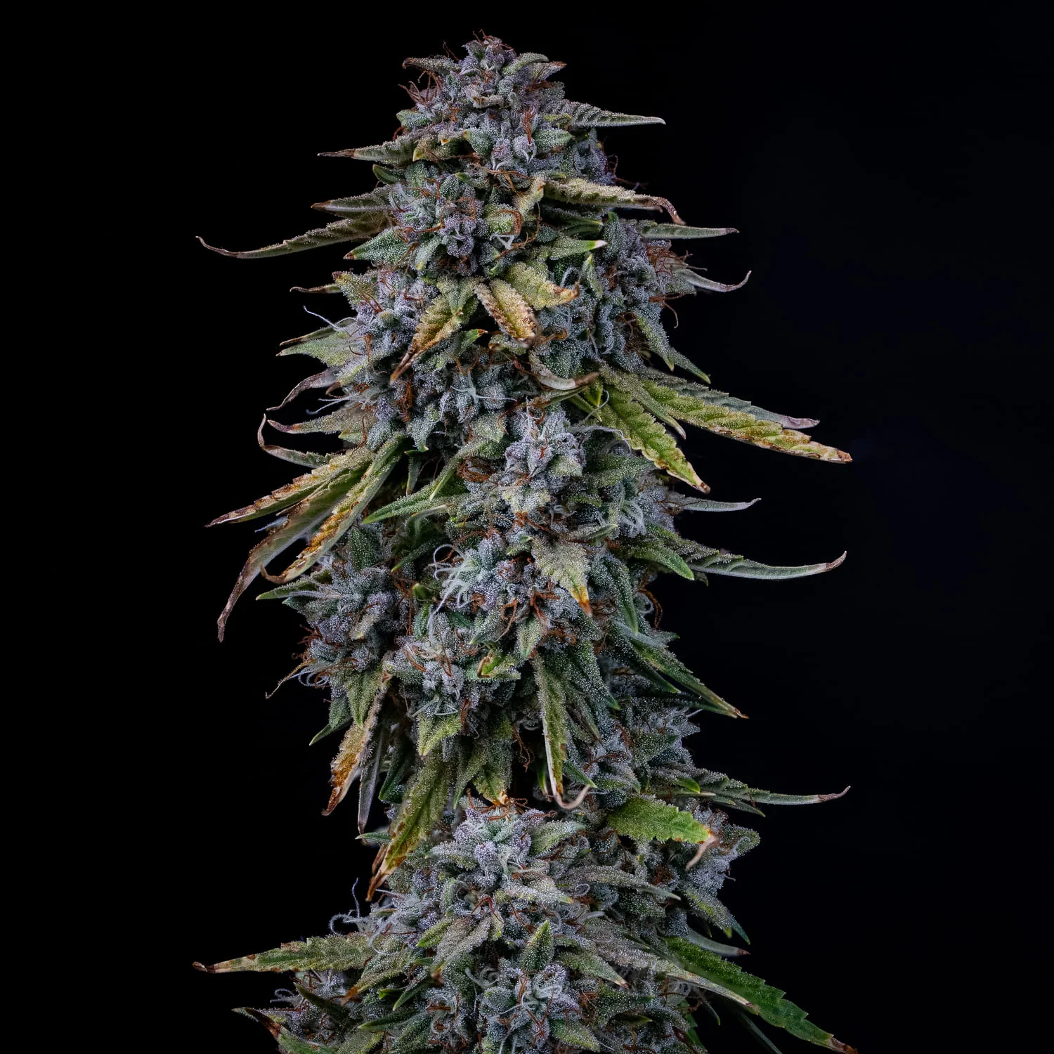 Grape Crinkle - Image 3