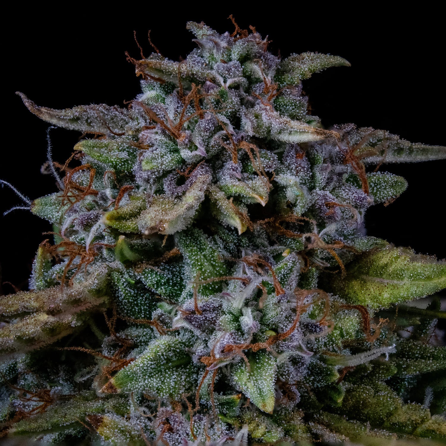 Grape Crinkle - Image 4