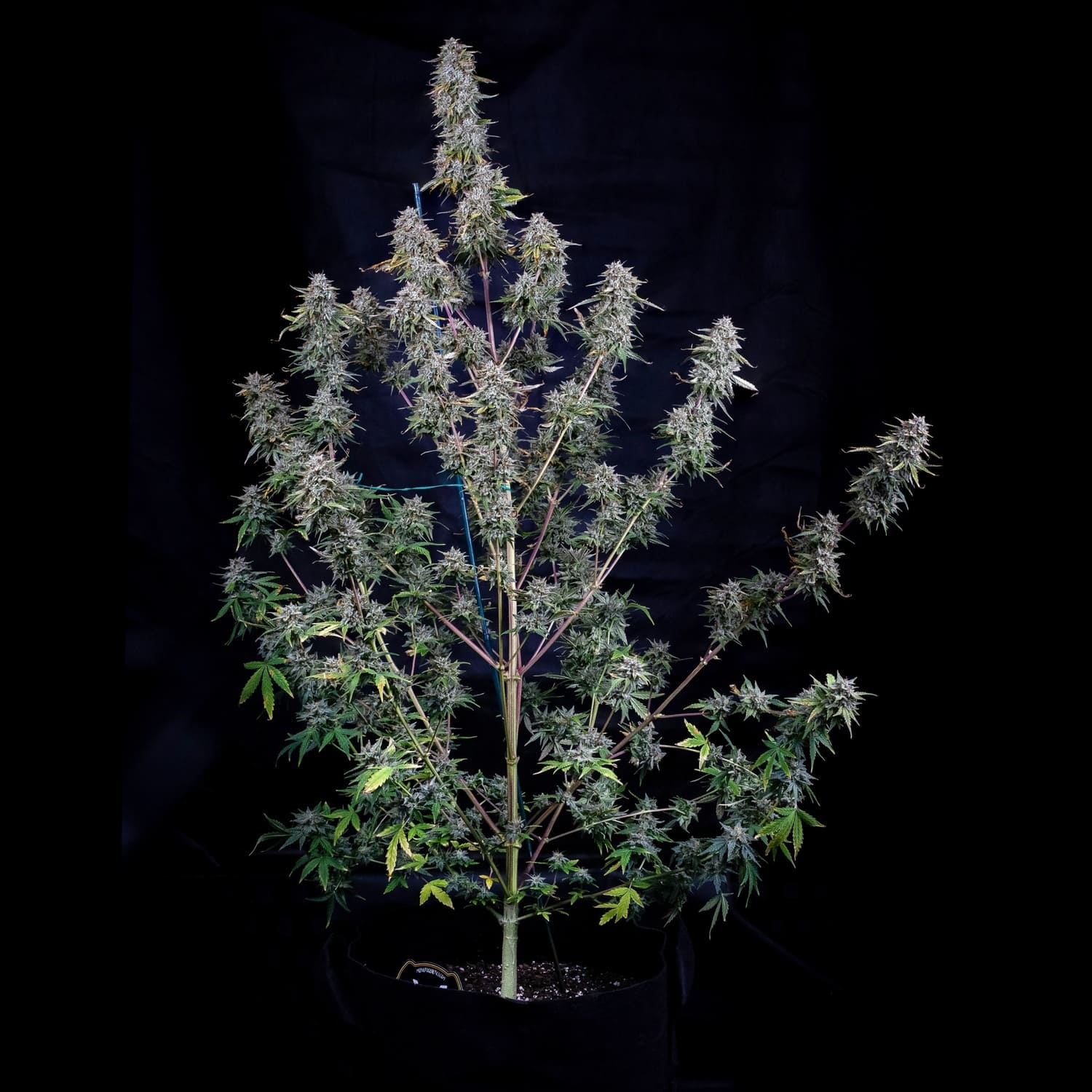Grape Crinkle - Image 5