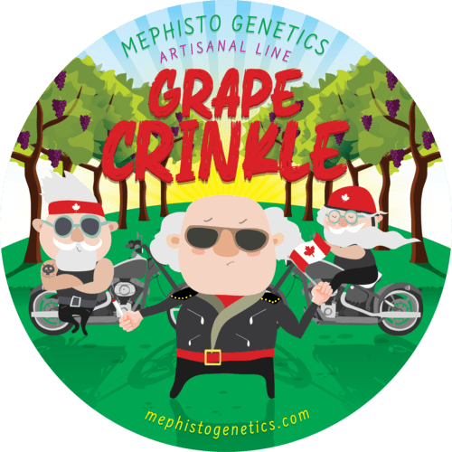 Grape Crinkle - Image 6