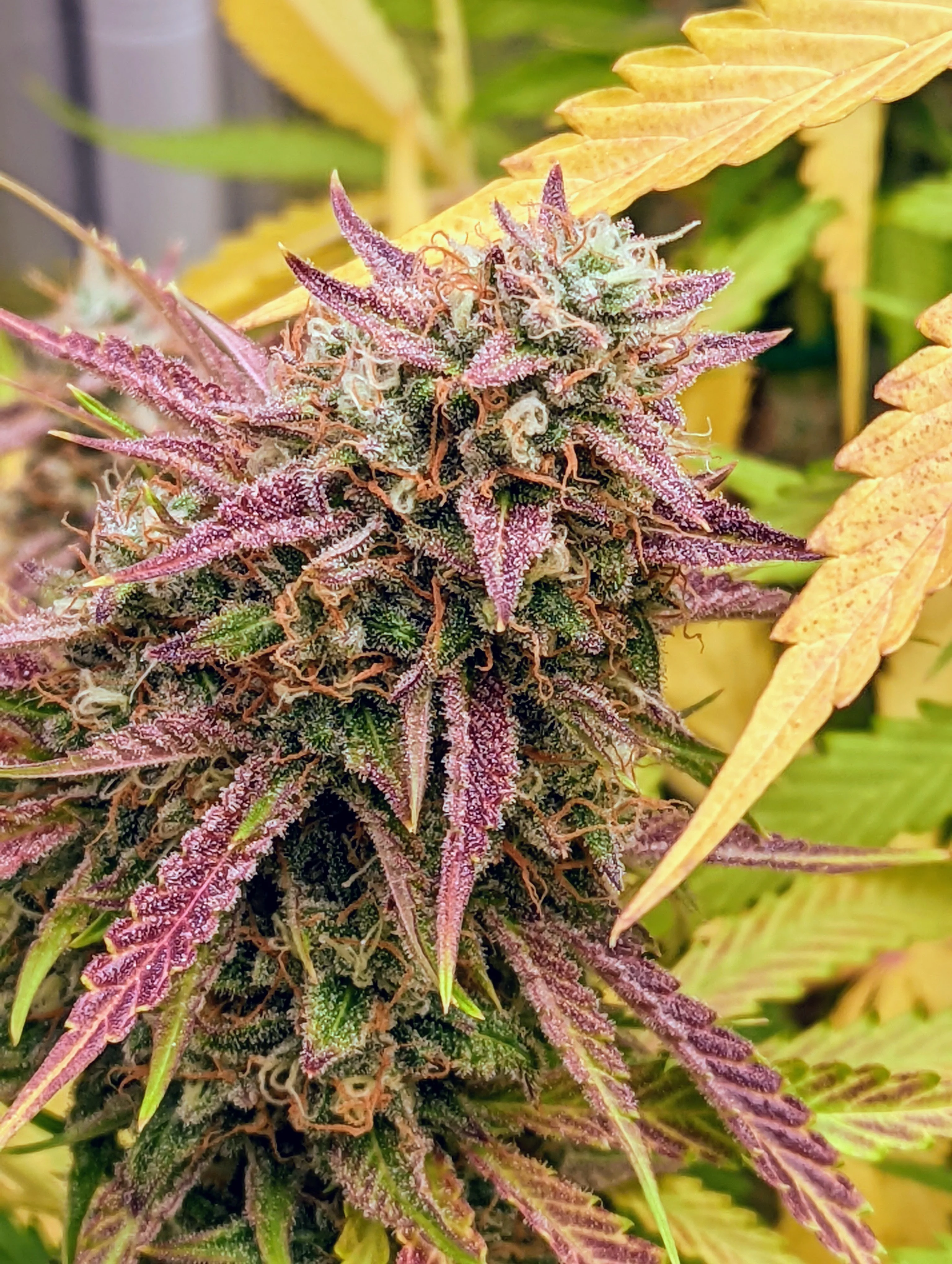 Grizzly Crinkle - Image 3