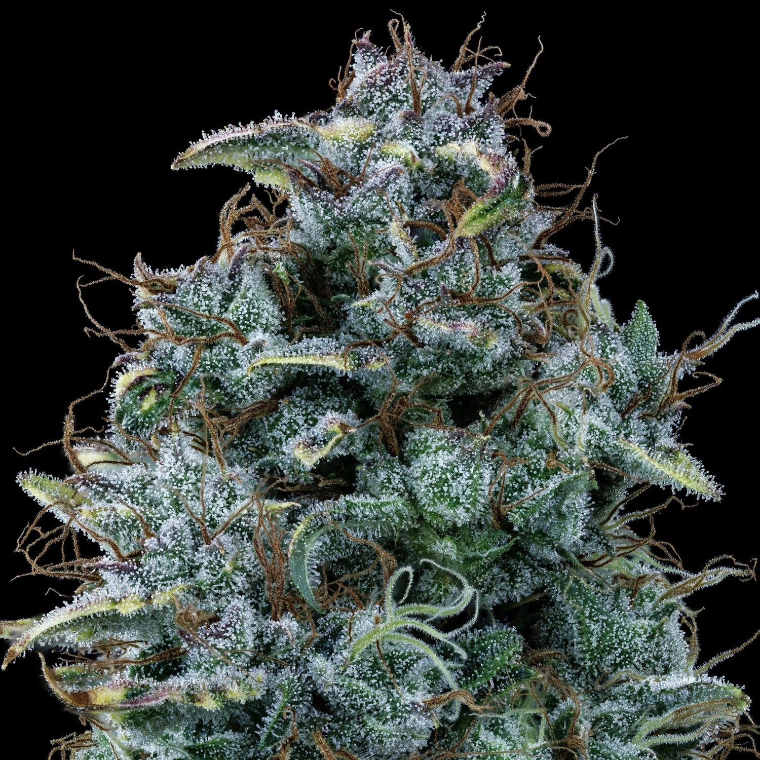 Guava Fig - Image 3
