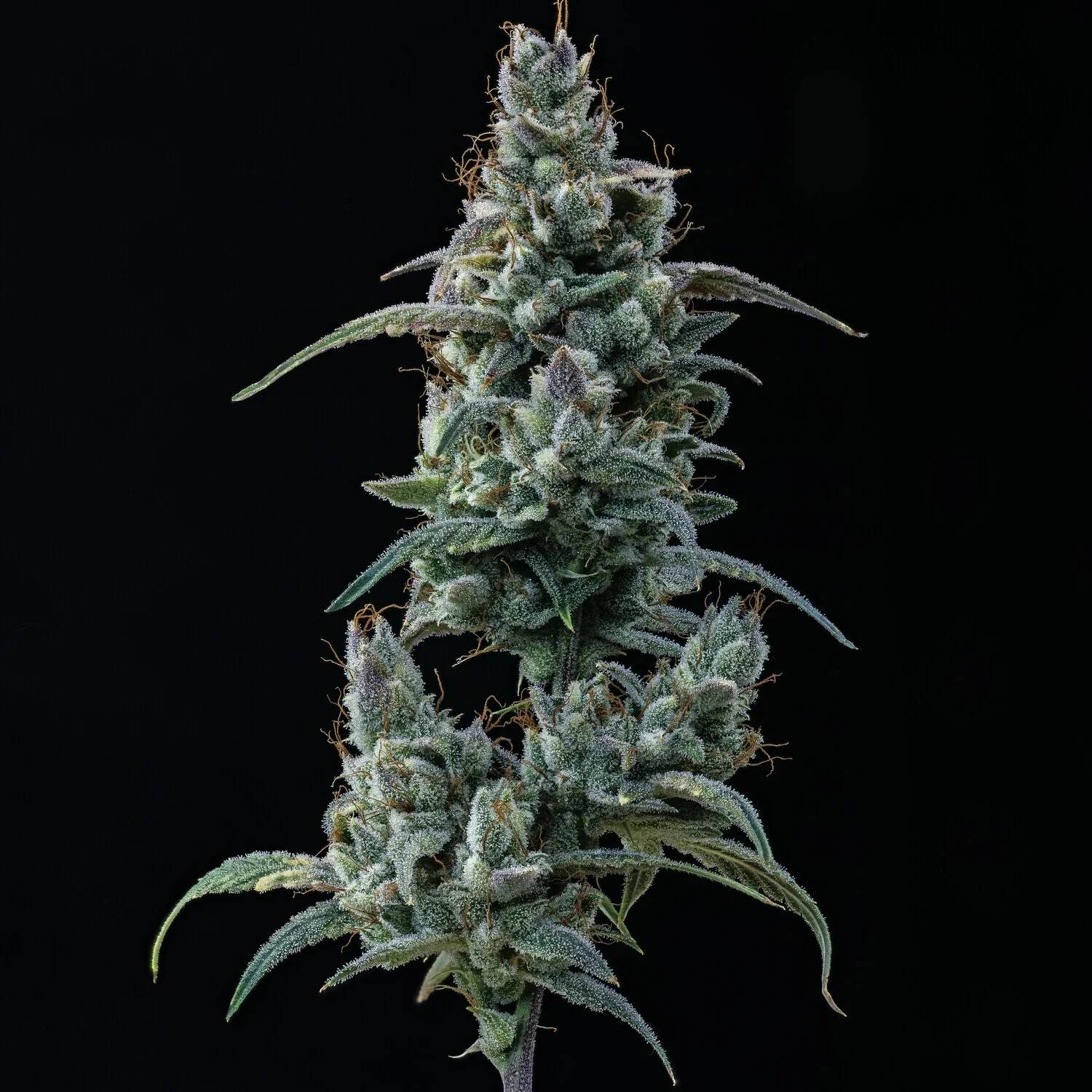 Guava Fig - Image 4
