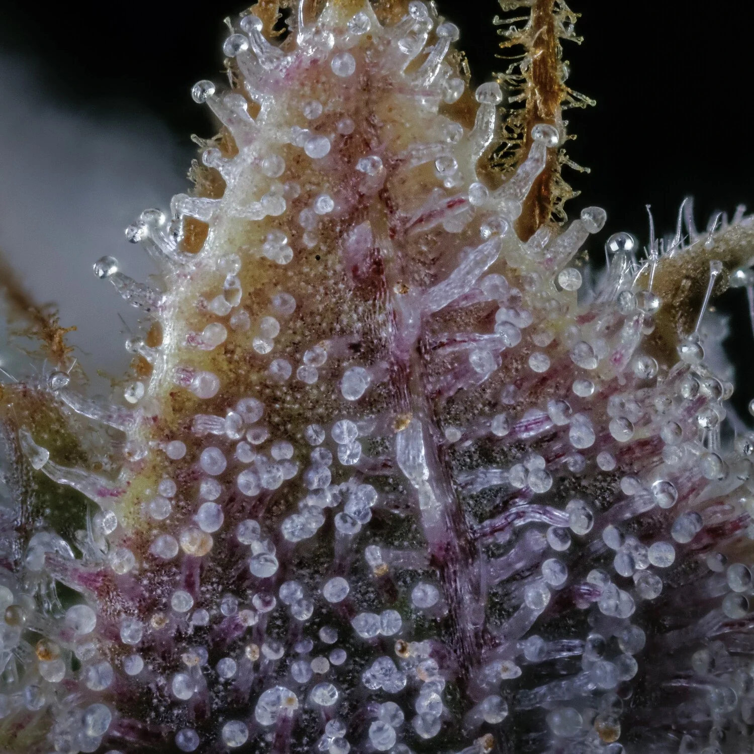 Guava Fig - Image 6