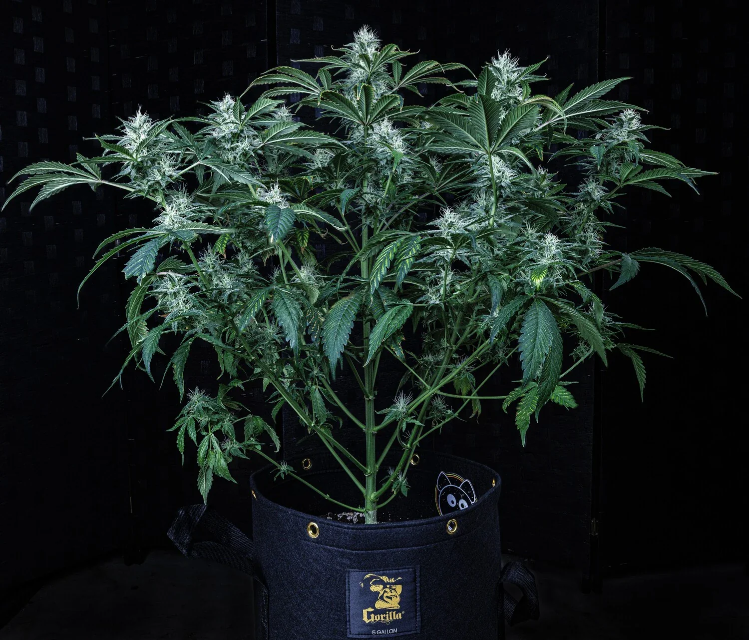 Guava Fig - Image 7