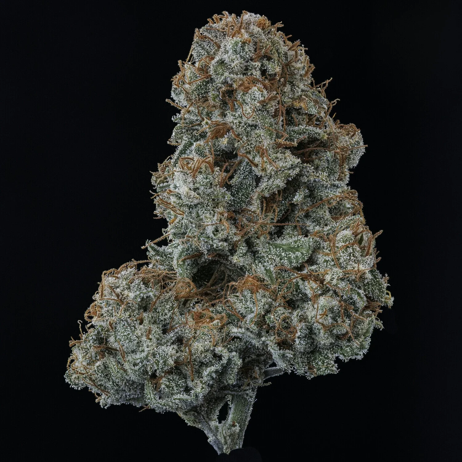 Guava Fig - Image 8