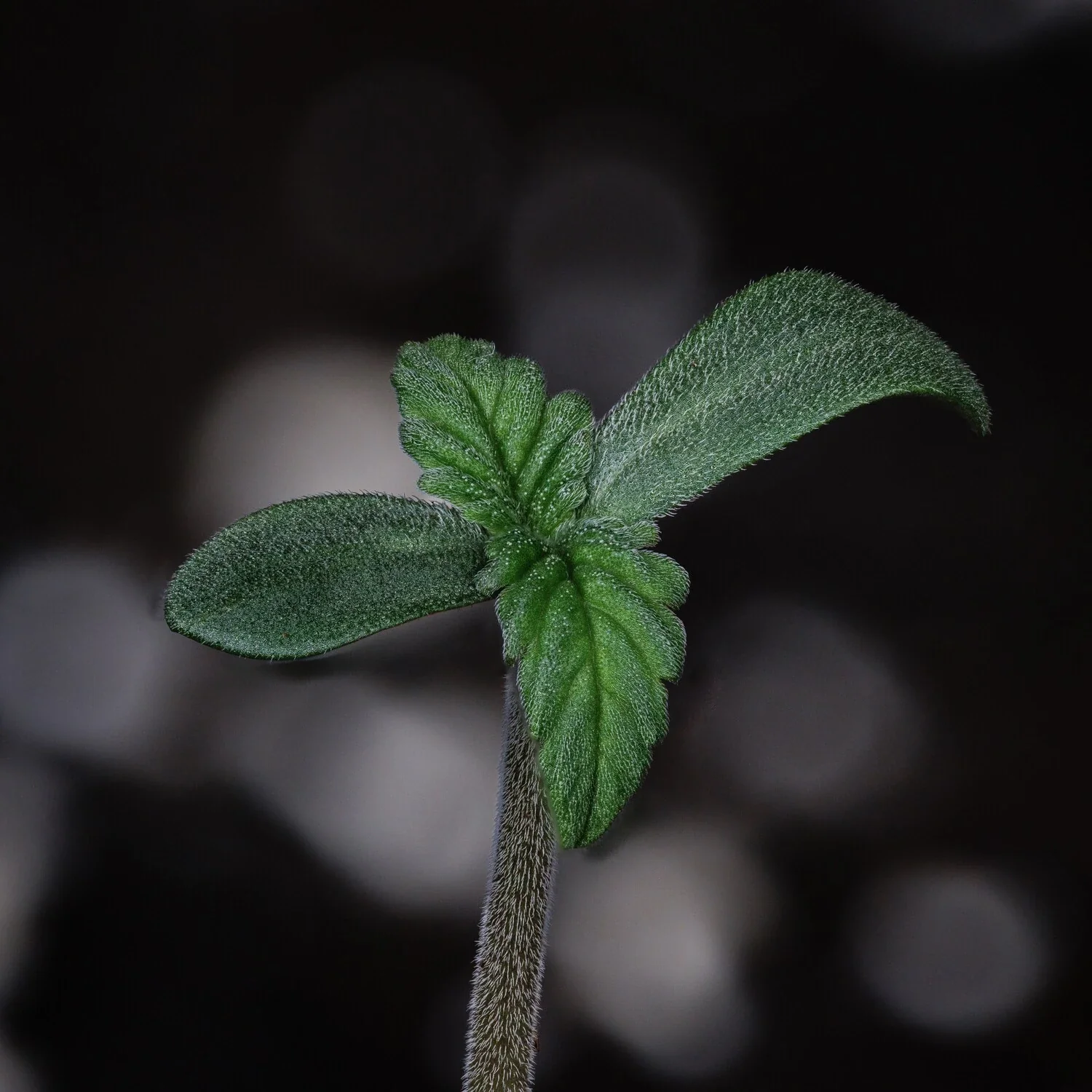 Guava Fig - Image 9