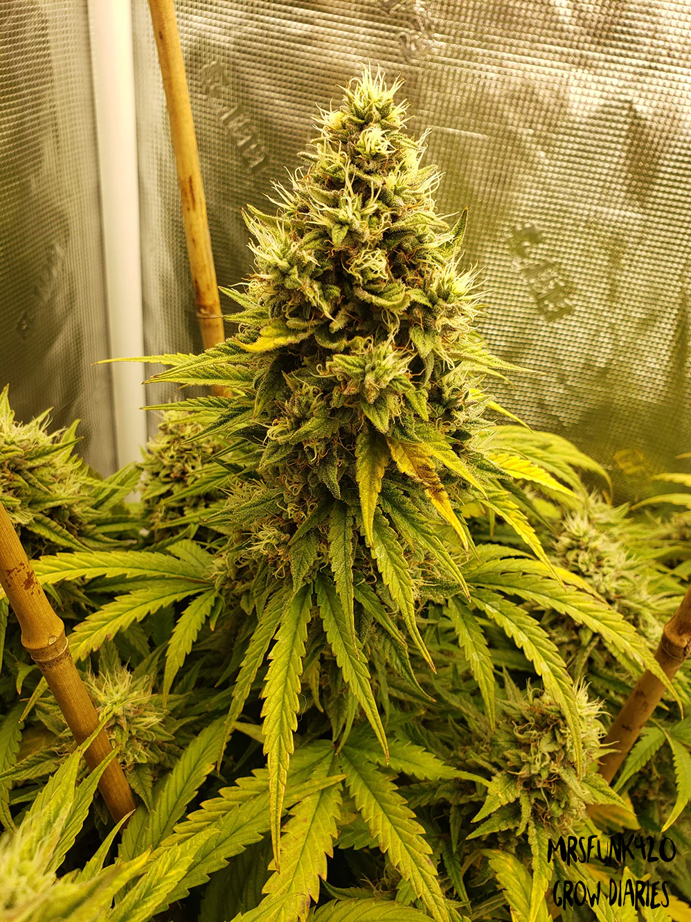 Heisenberg Special - Image 2