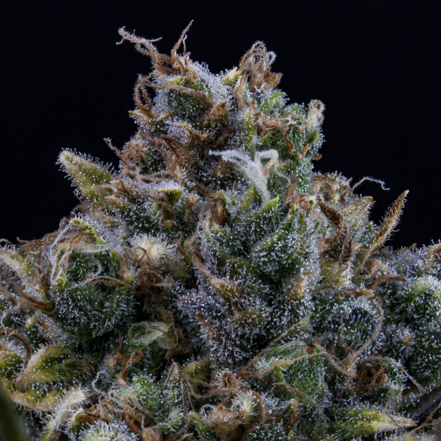 HubbaBubbaHaze - Image 3
