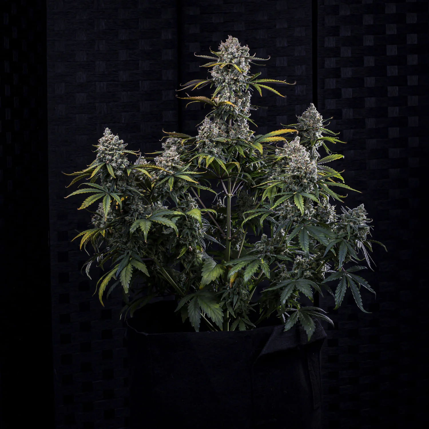 HubbaBubbaHaze - Image 4