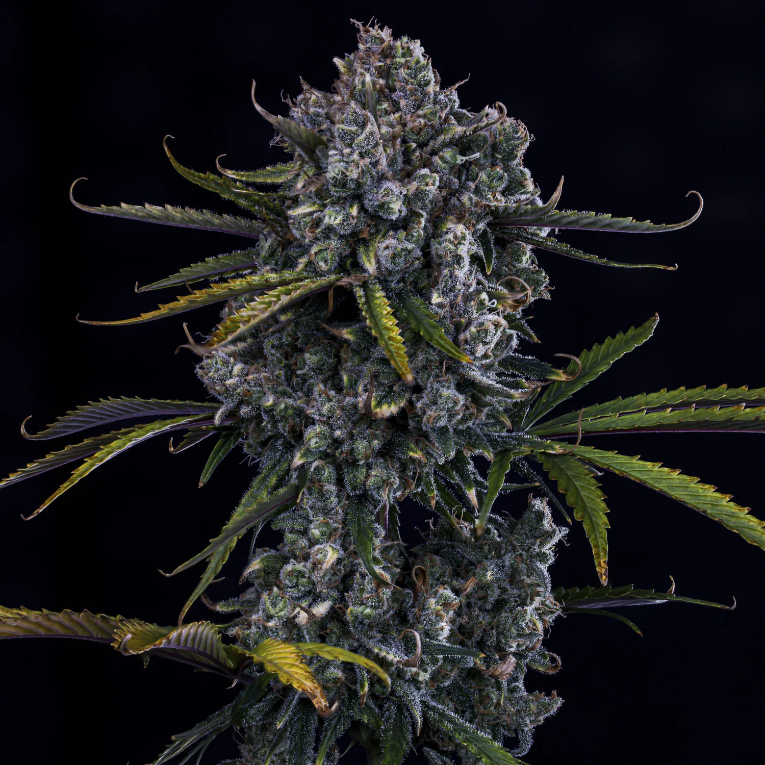 HubbaBubbaHaze - Image 5