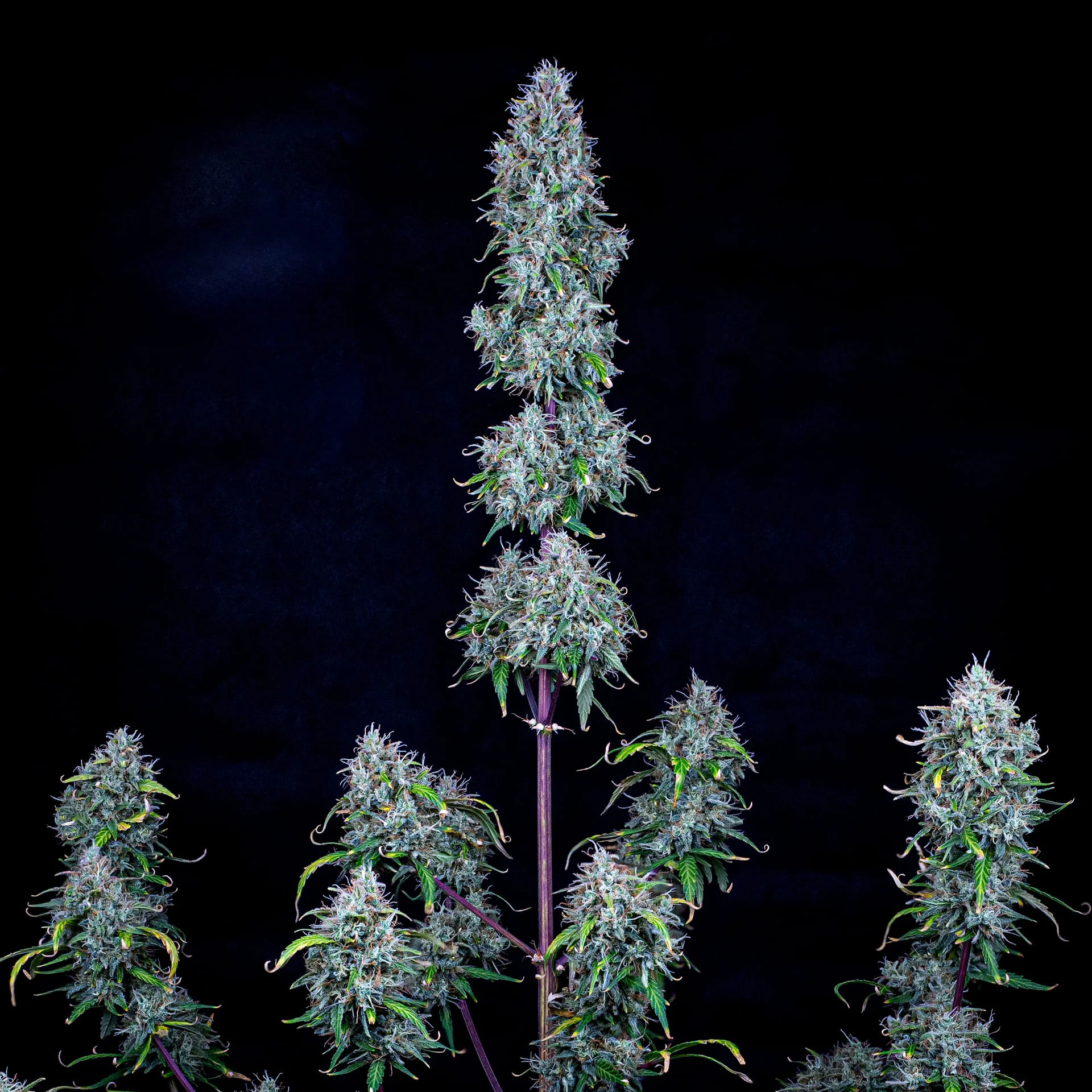 Hubbabubbasmelloscope - Image 4