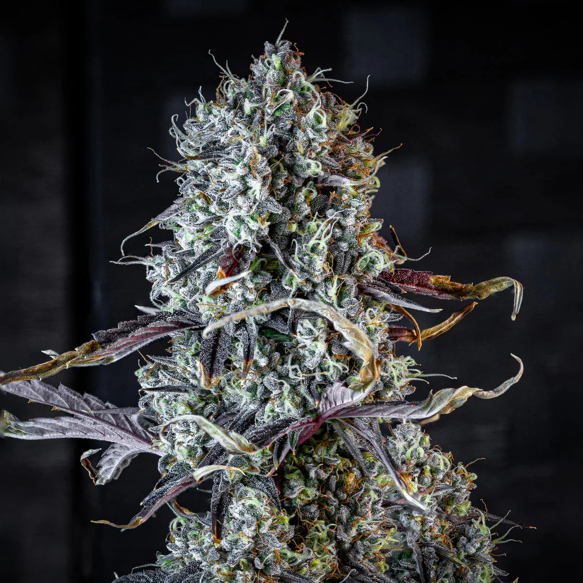 Iced 'n' Baked - Image 3