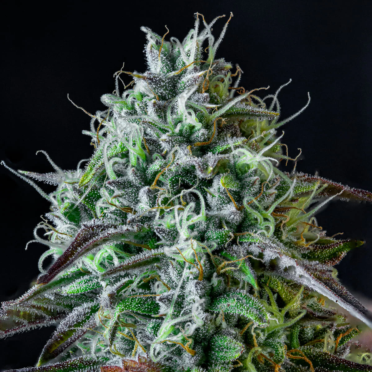 Iced 'n' Baked - Image 4