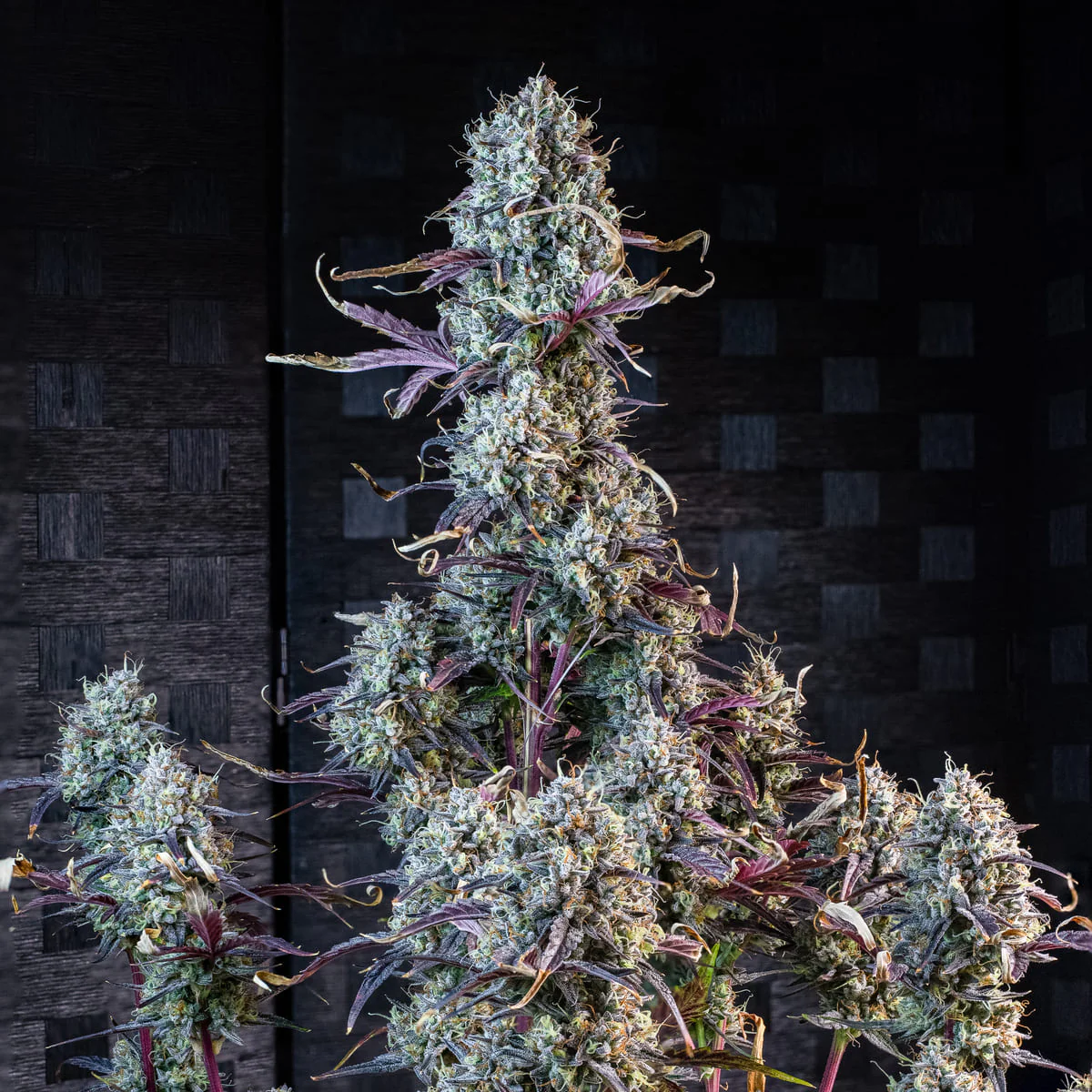 Iced 'n' Baked - Image 5