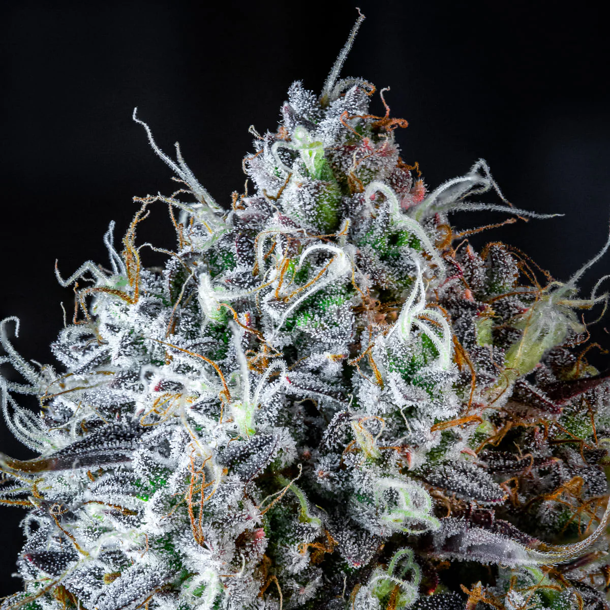 Iced 'n' Baked - Image 6