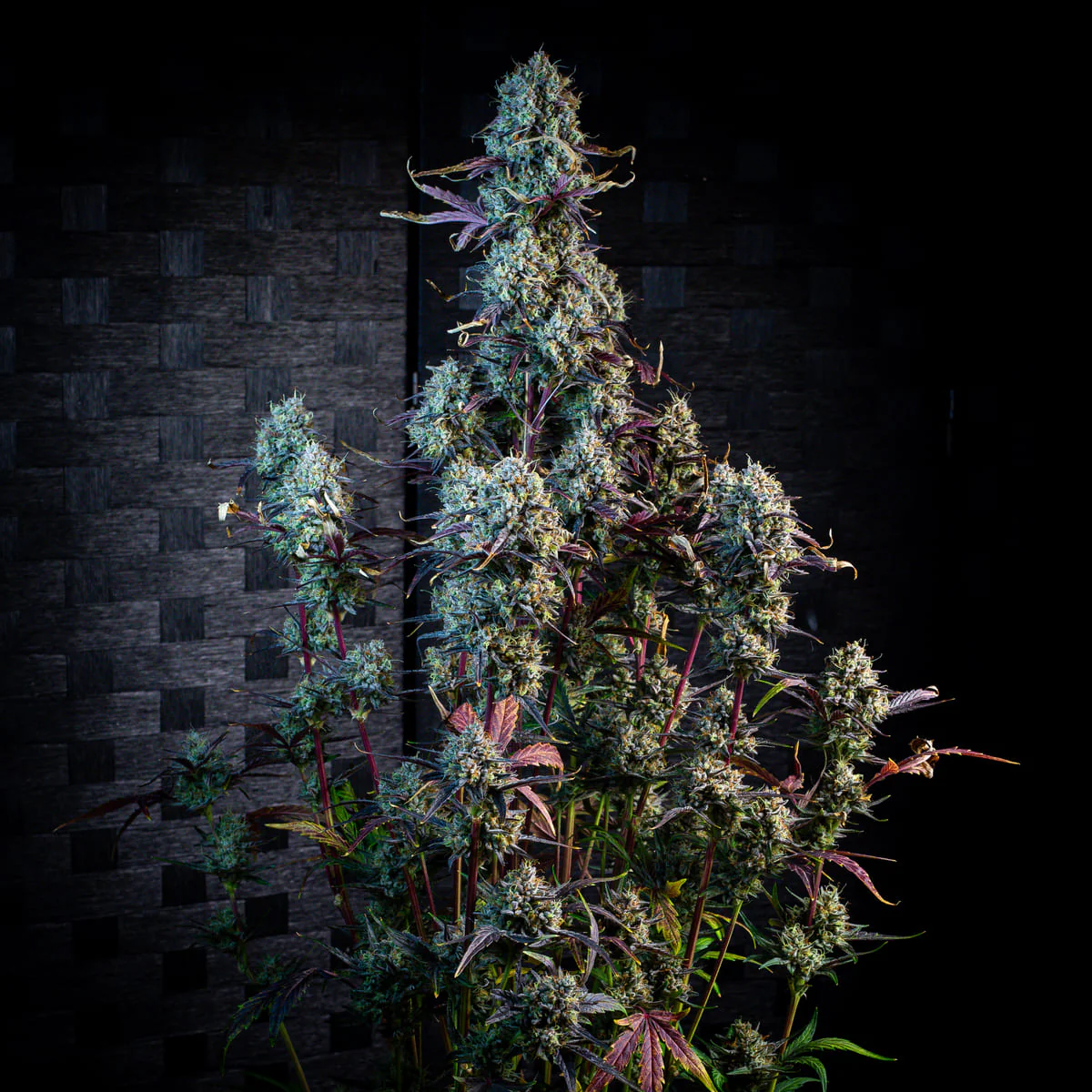 Iced 'n' Baked - Image 7