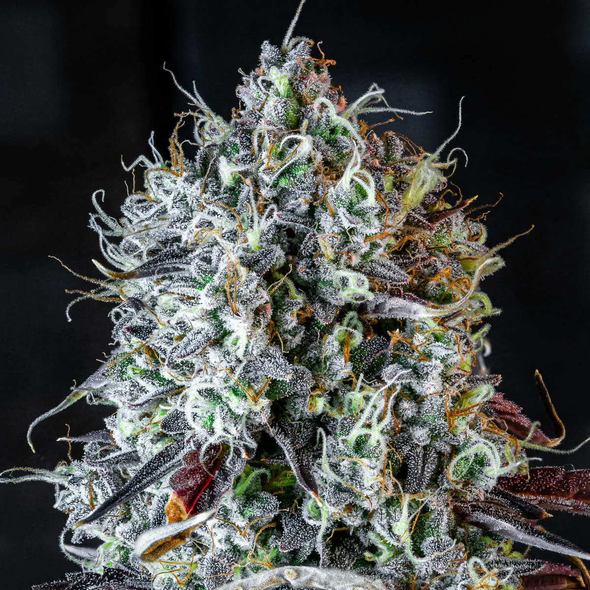 Iced 'n' Baked - Image 8