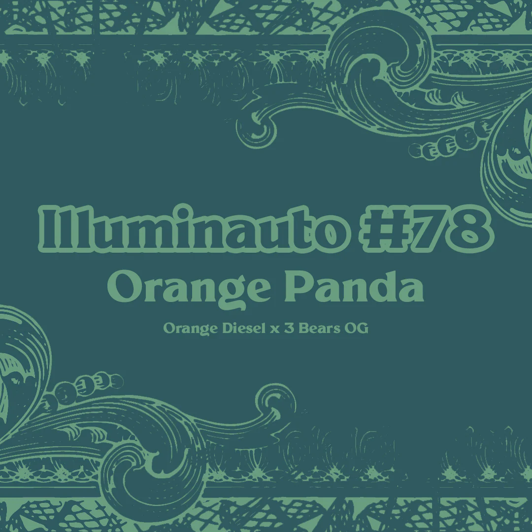 ILL#78 - Orange Panda