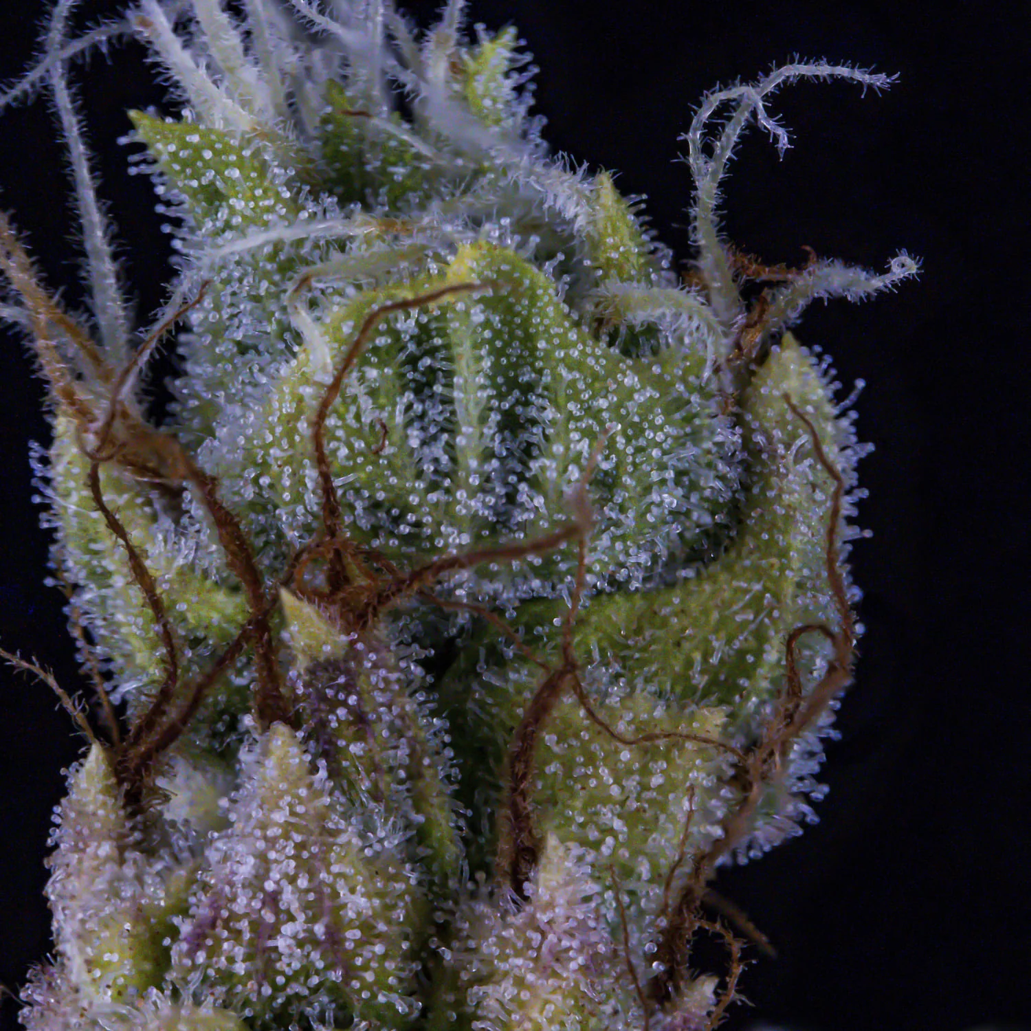 Jacob's Remedy - Image 3