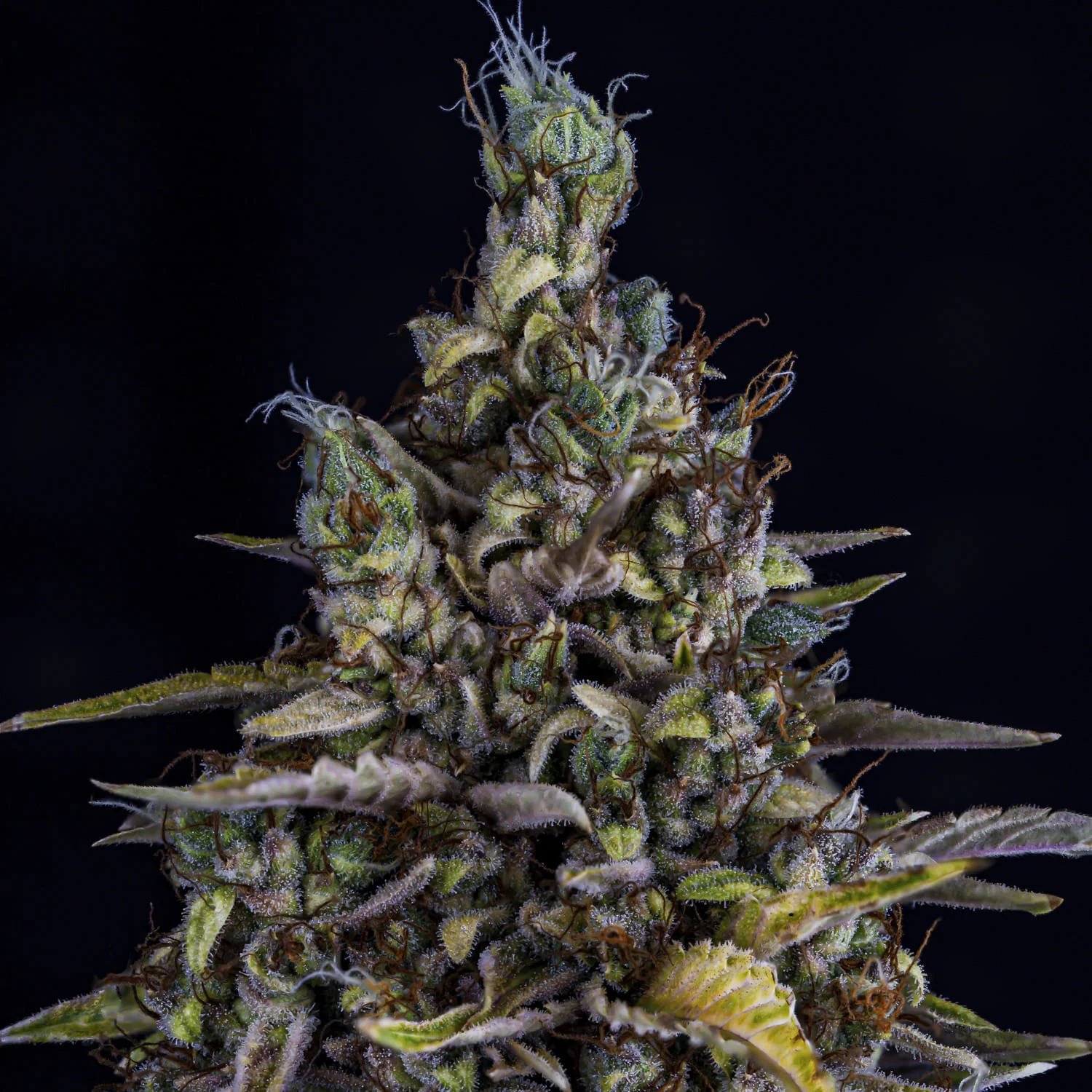 Jacob's Remedy - Image 5