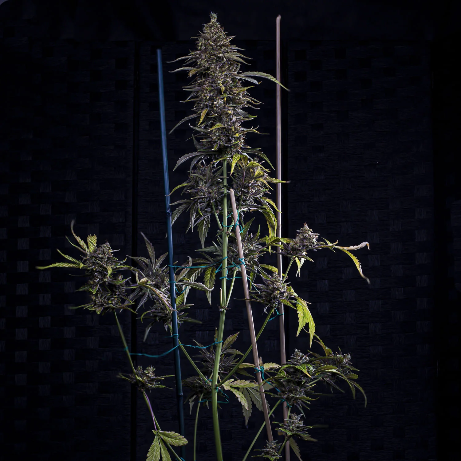 Jacob's Remedy - Image 6