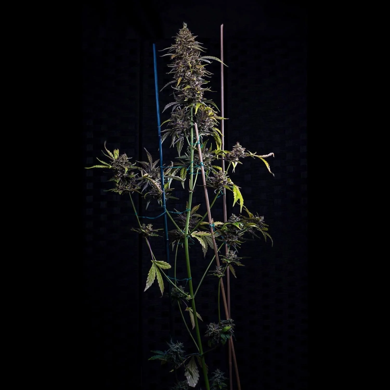 Jacob's Remedy - Image 7