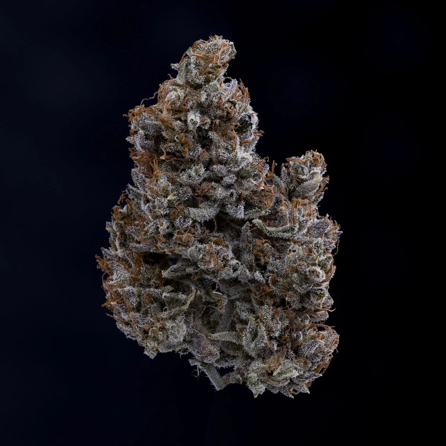 Jacob's Remedy - Image 8