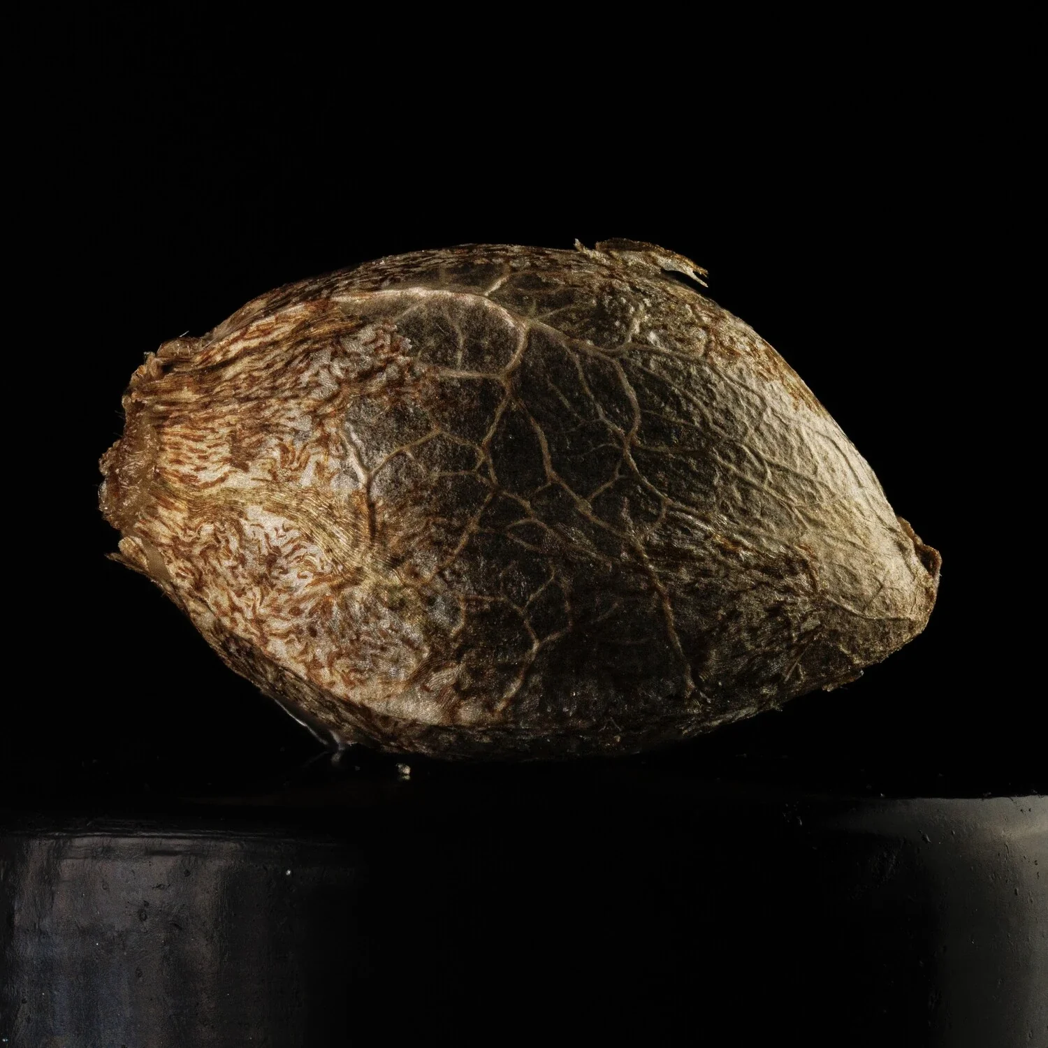 Kiwi Lime 1 - Image 10