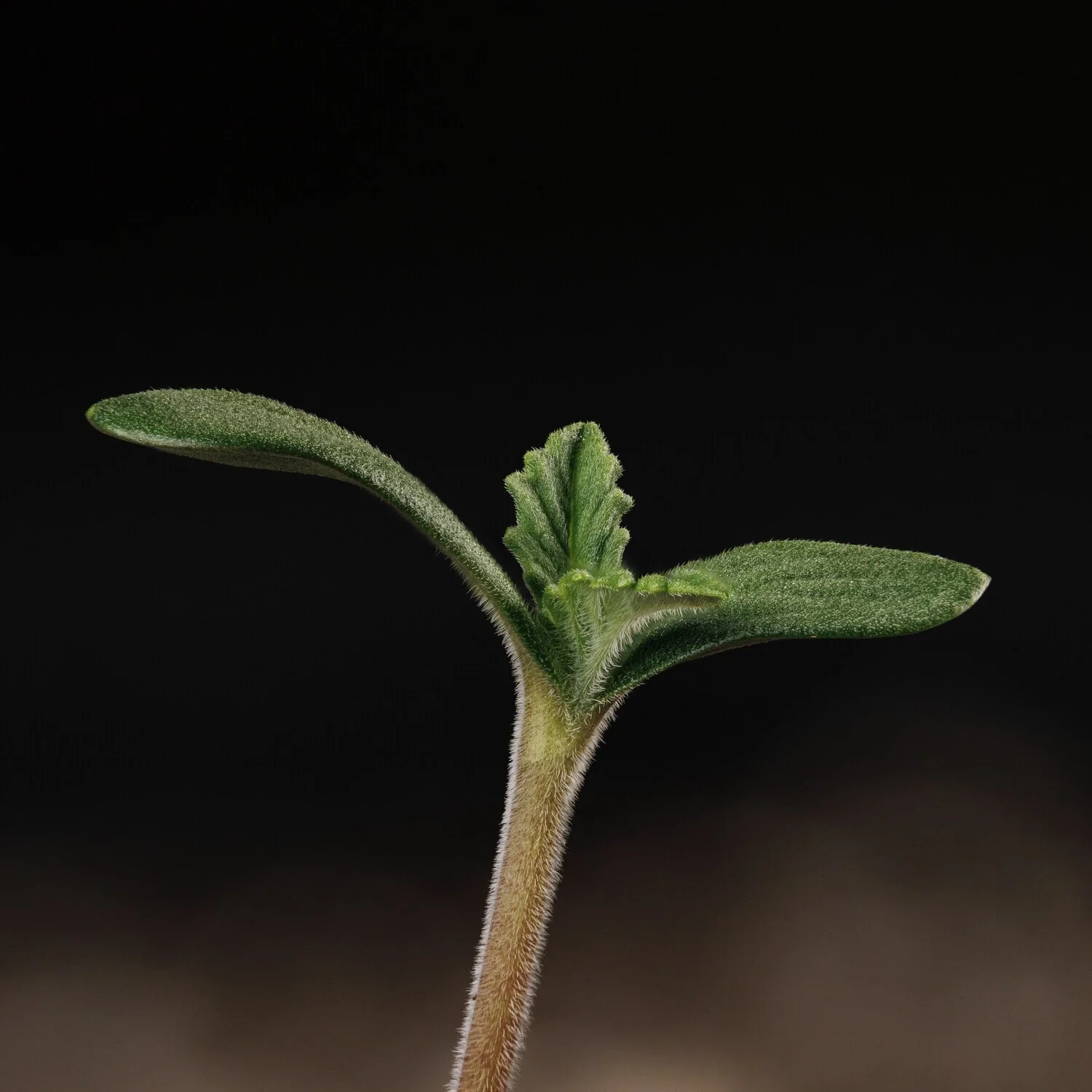 Kiwi Lime 1 - Image 5