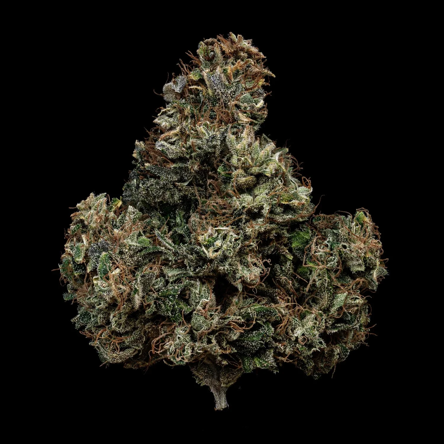 Kiwi Lime 1 - Image 6