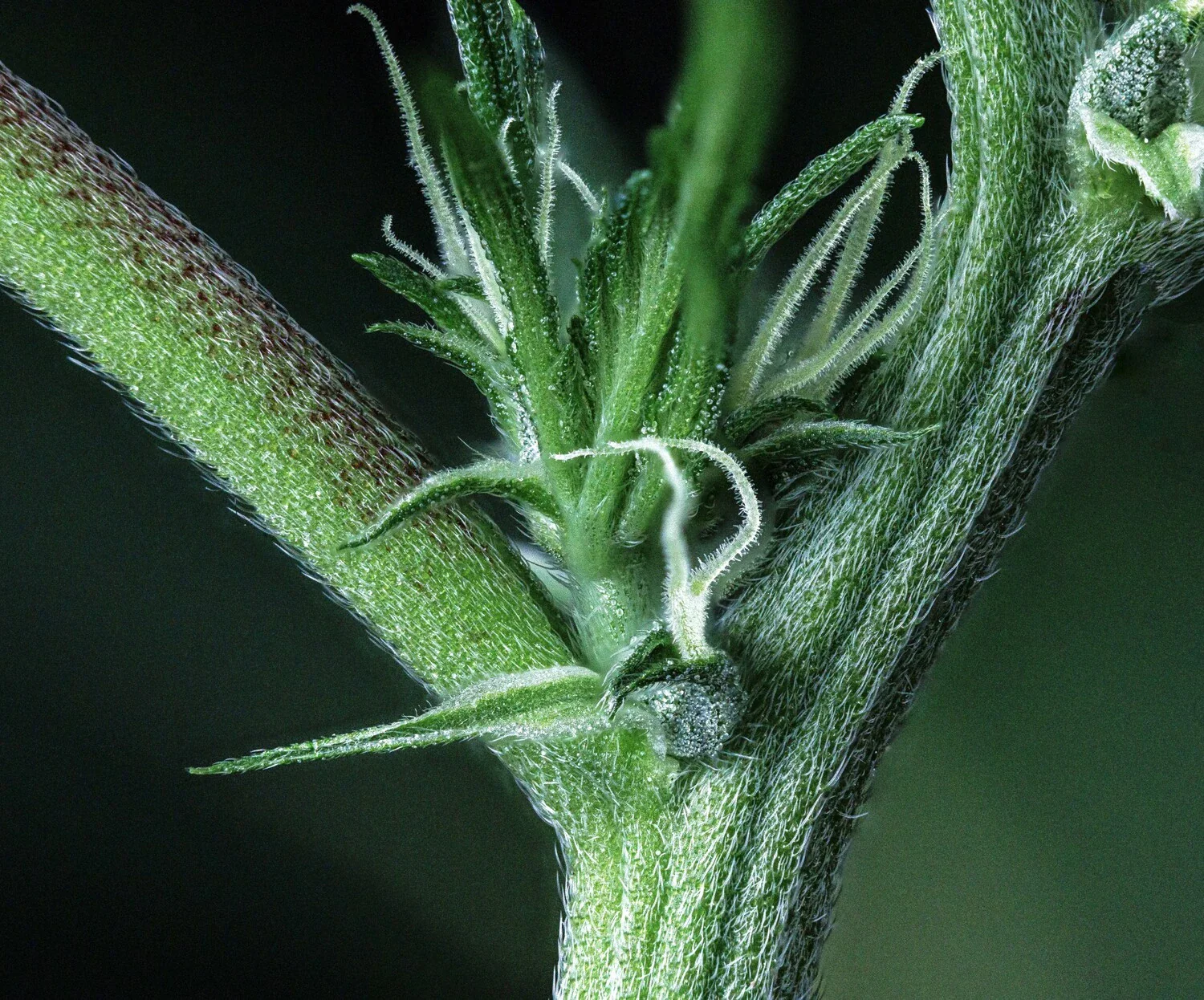 Kiwi Lime 1 - Image 7