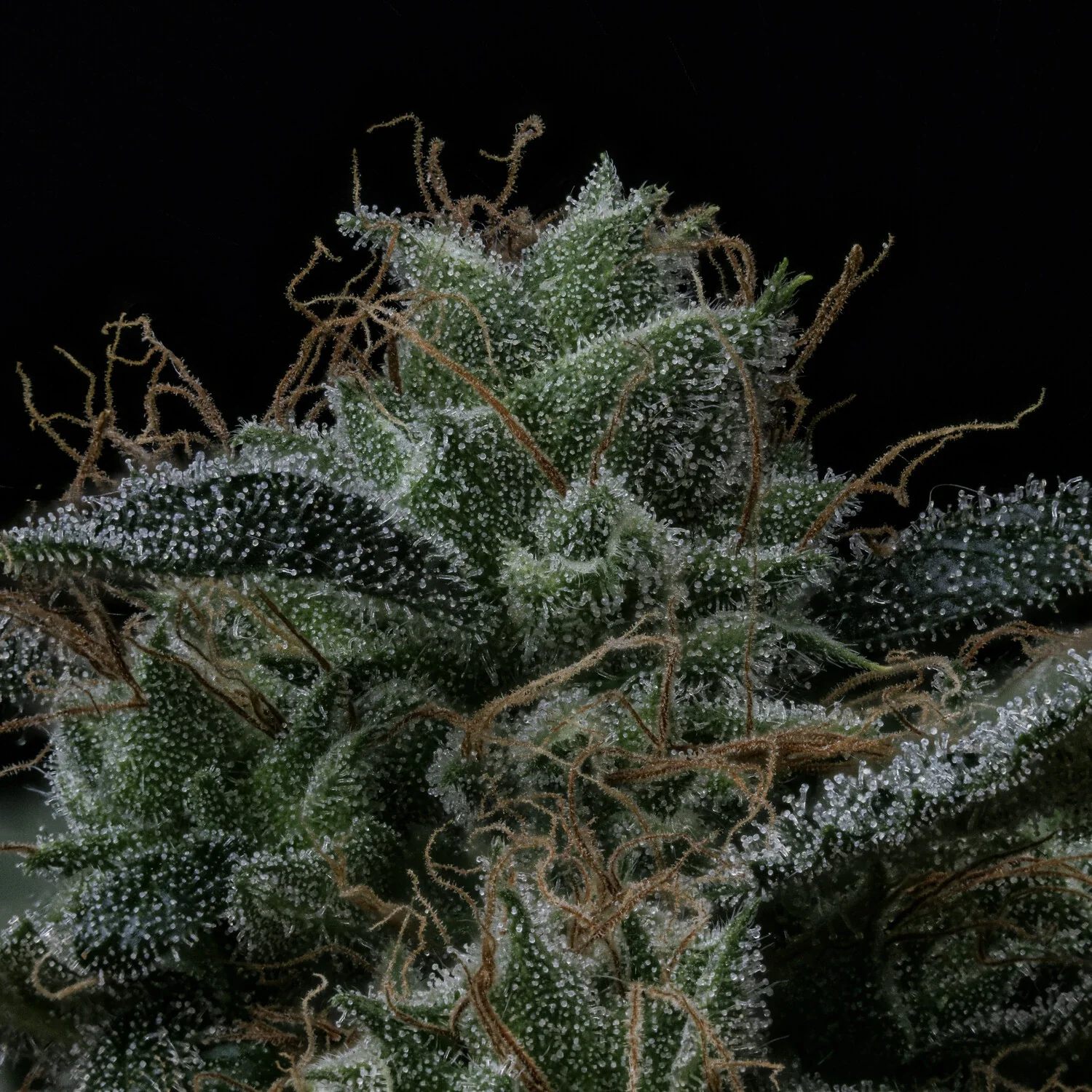 Kiwi Lime 1 - Image 9