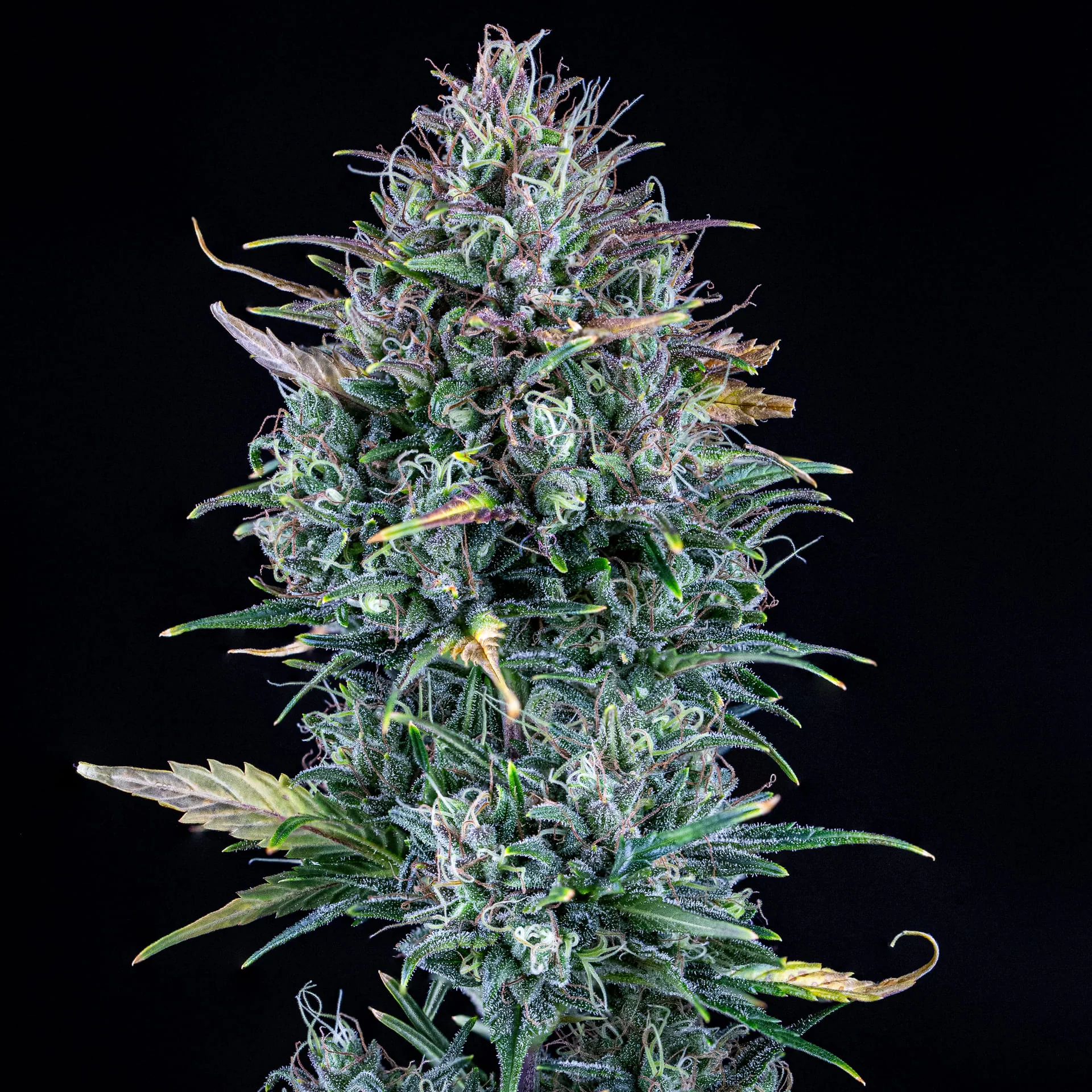 Livers Bx1 - Image 2
