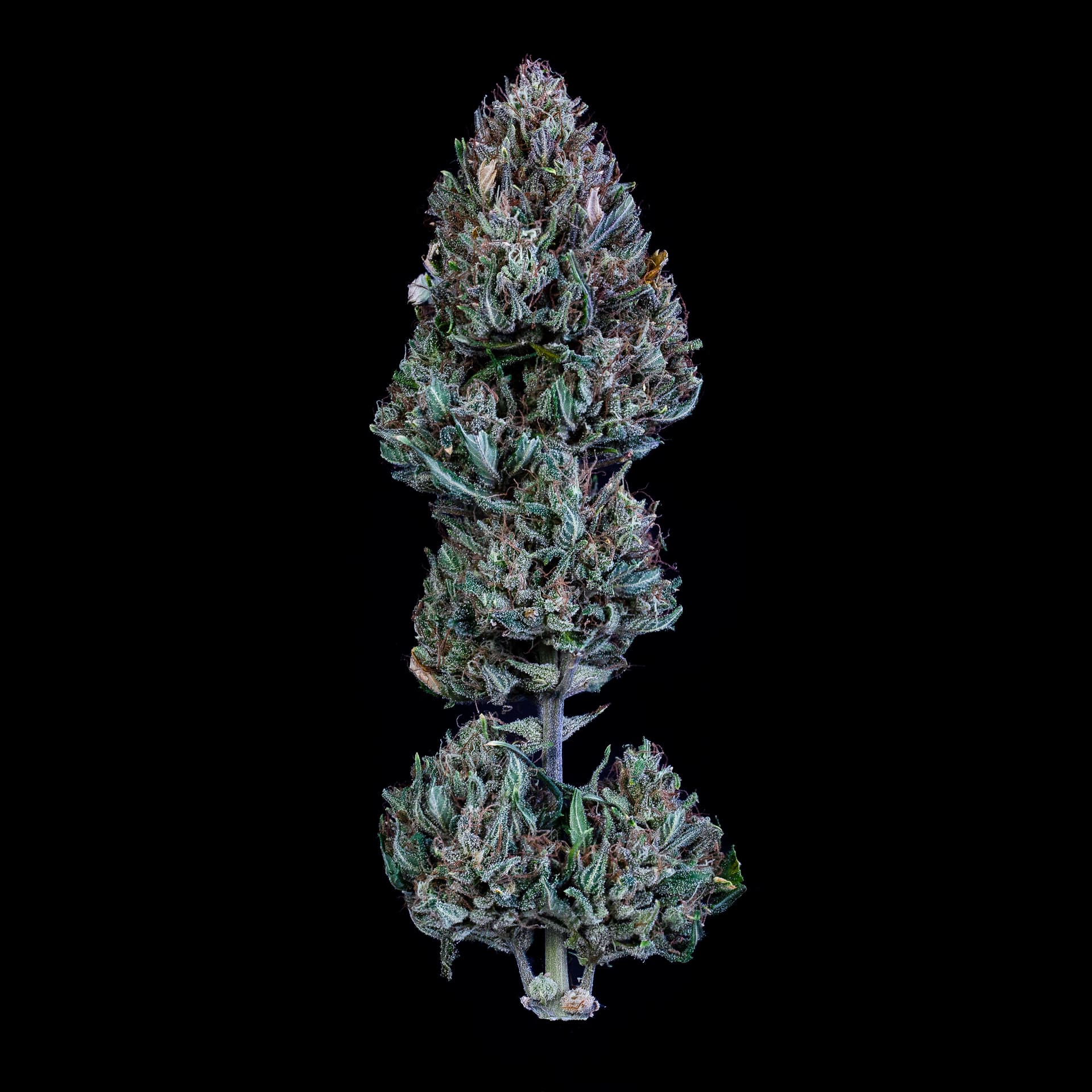 Livers Bx1 - Image 4