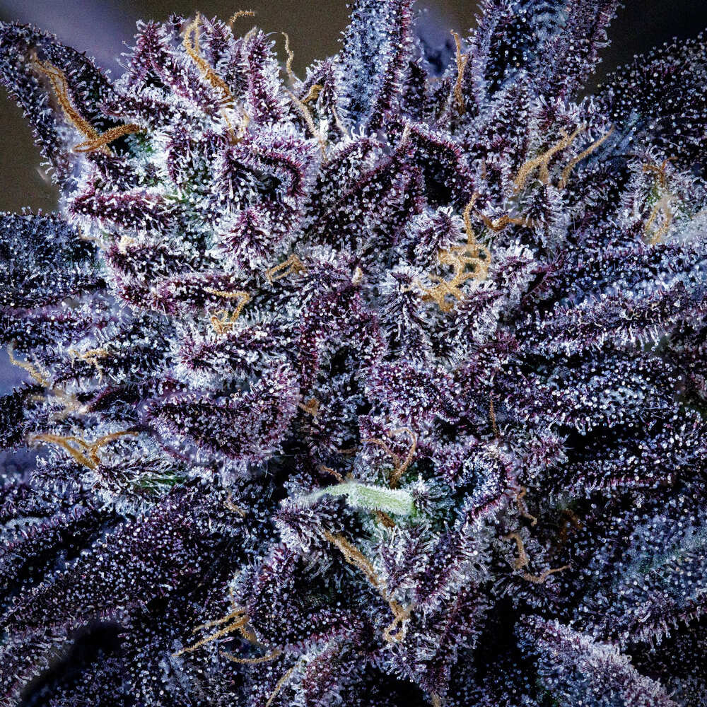 Mango Runtz - Image 3