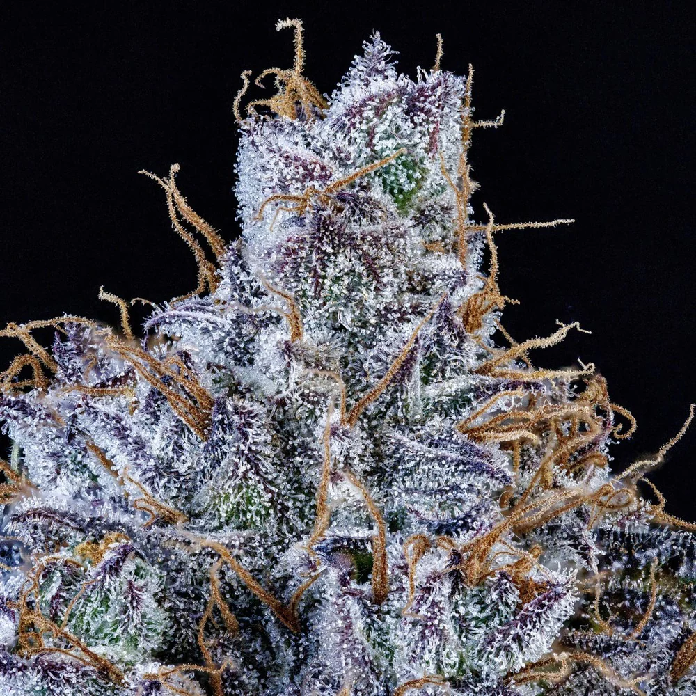 Mango Runtz - Image 4