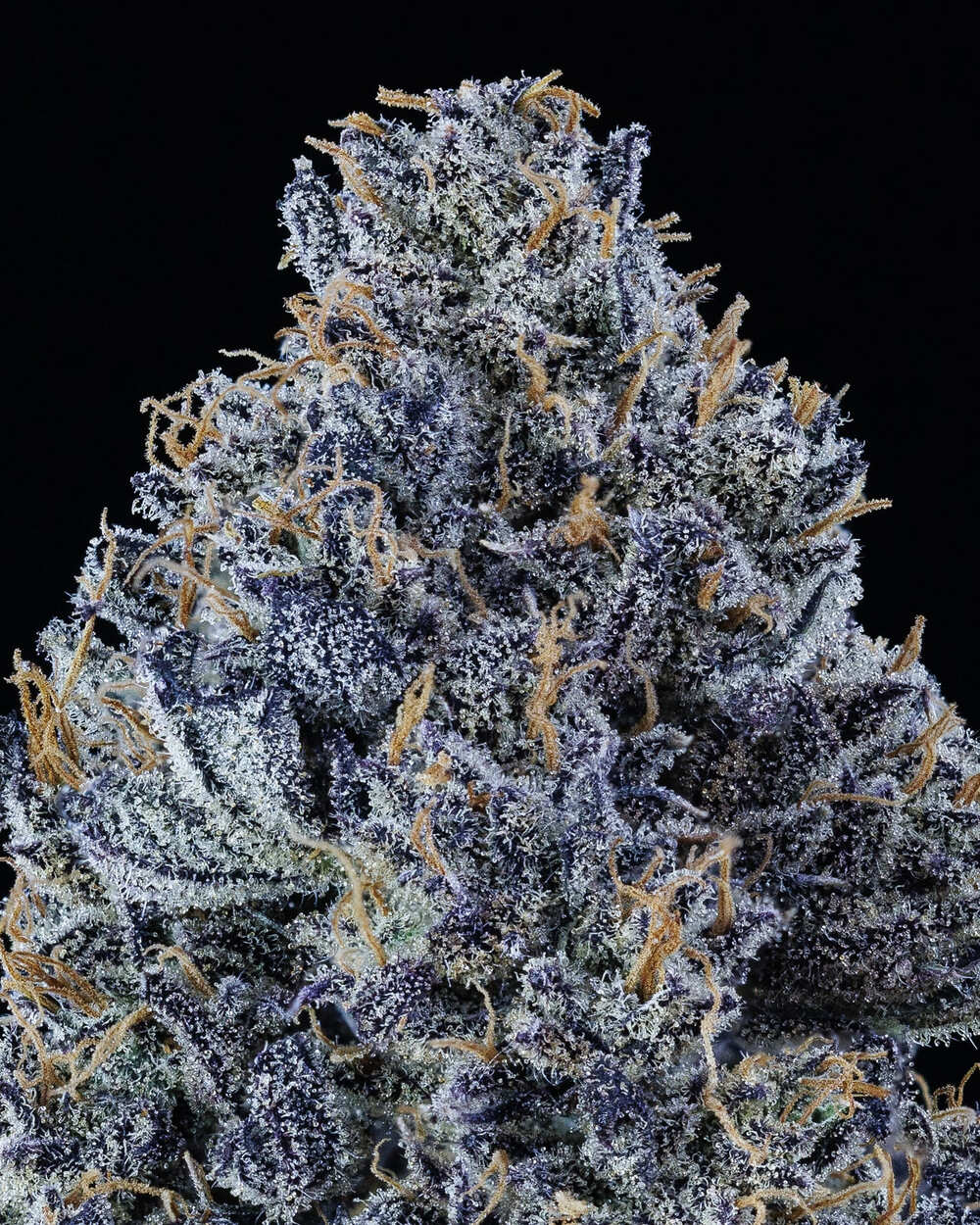 Mango Runtz - Image 5