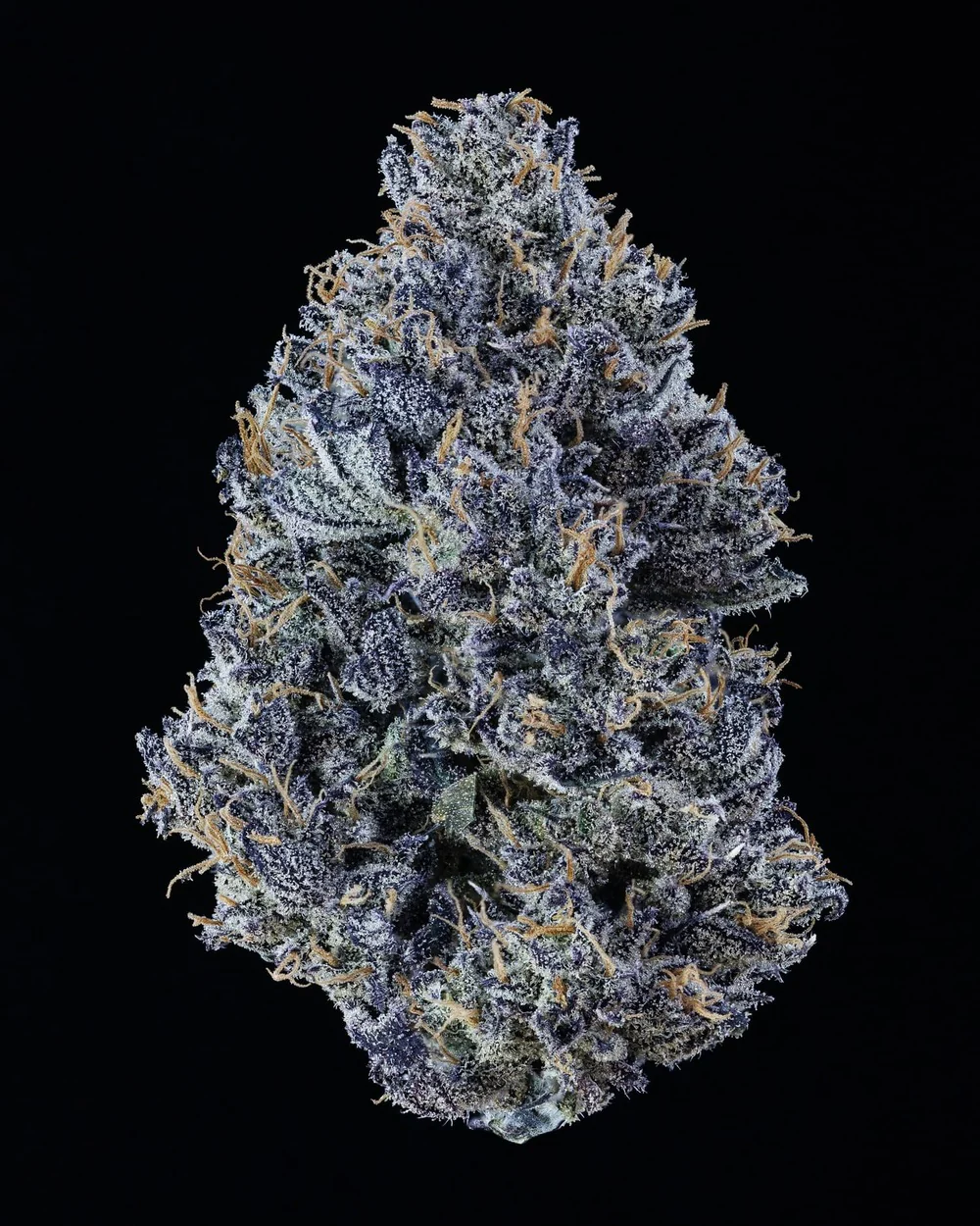 Mango Runtz - Image 6