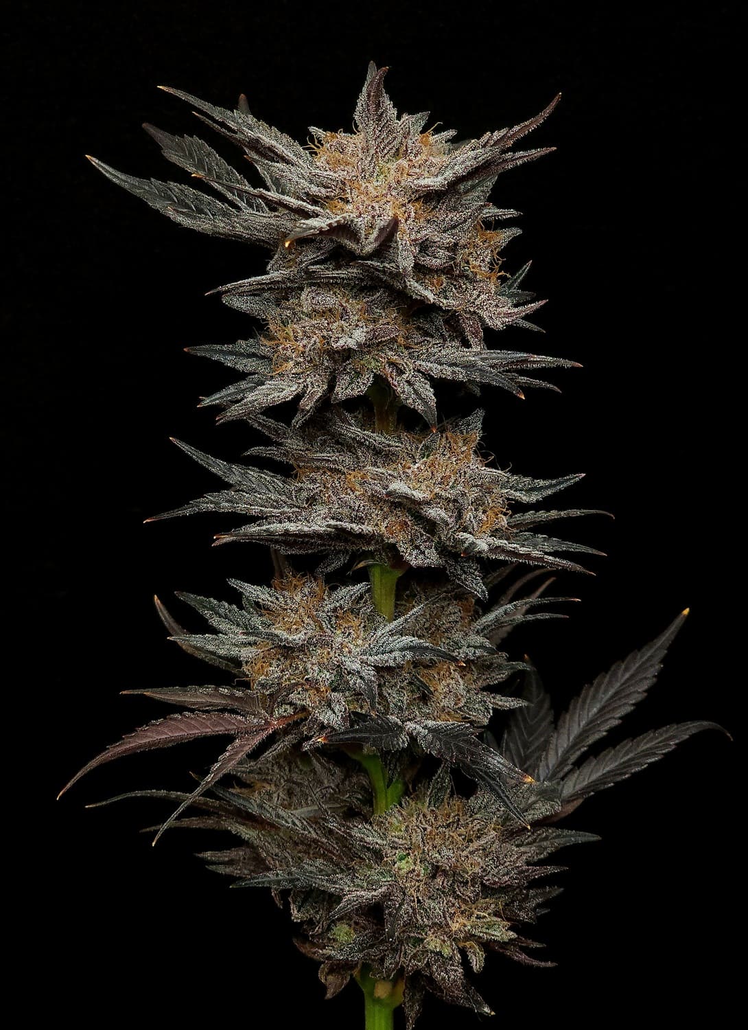 Mephisto's Grape Crush - Image 3