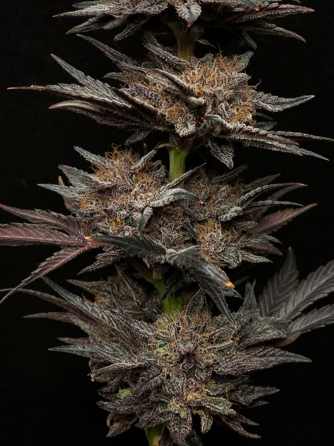 Mephisto's Grape Crush - Image 4