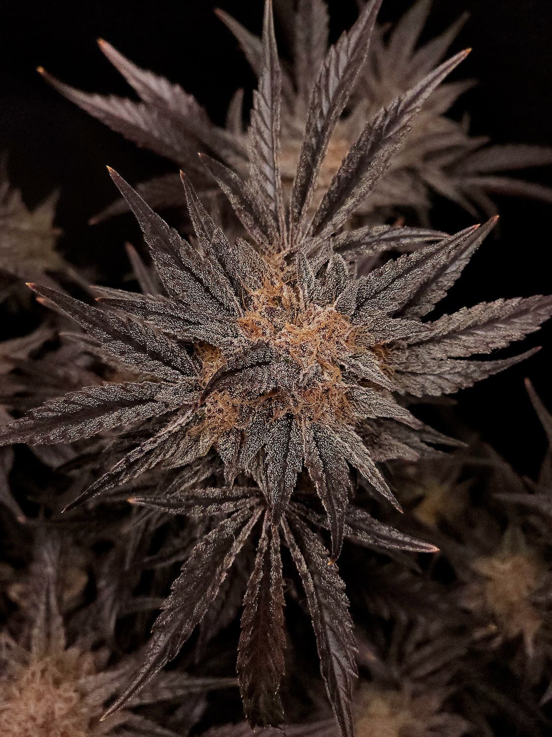 Mephisto's Grape Crush - Image 5