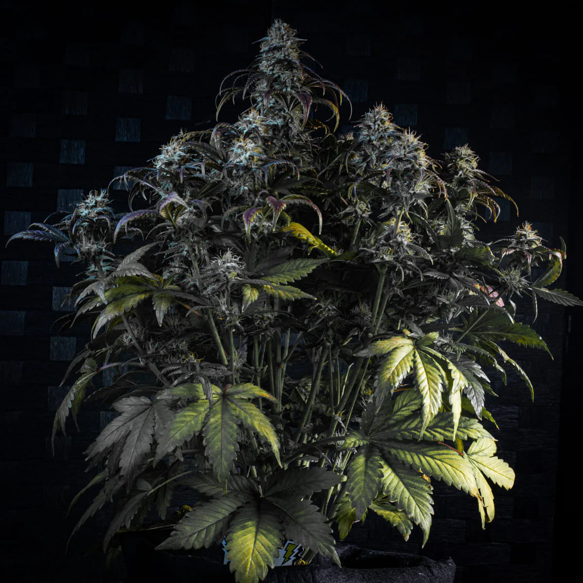 Mephisto's Wedding - Image 2