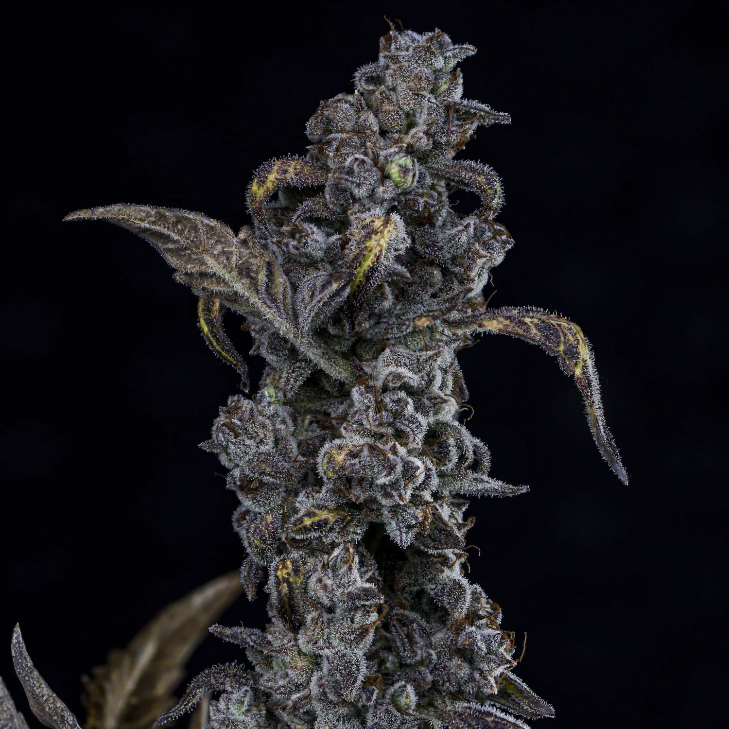MephistO'z - Image 3