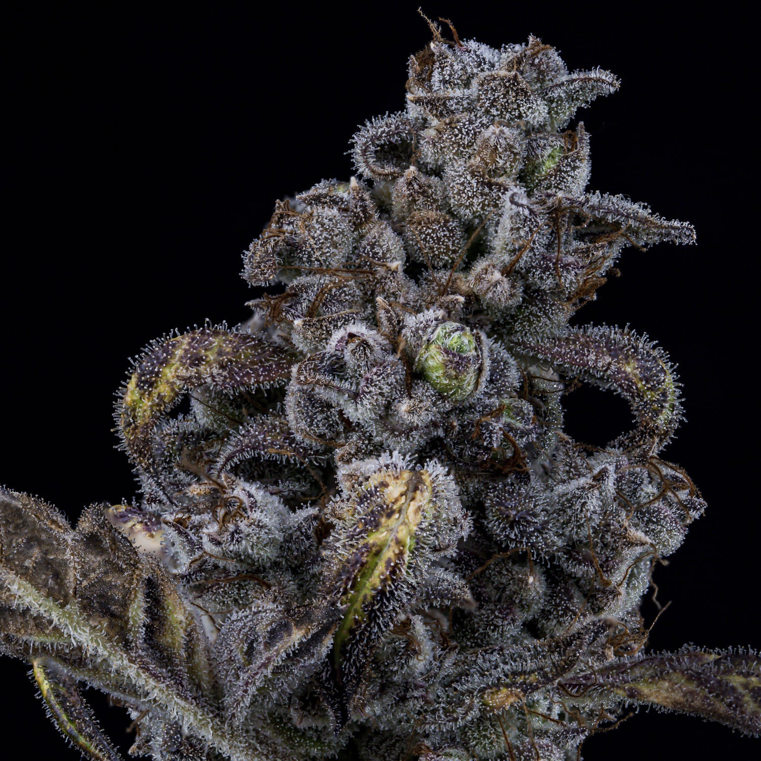 MephistO'z - Image 4