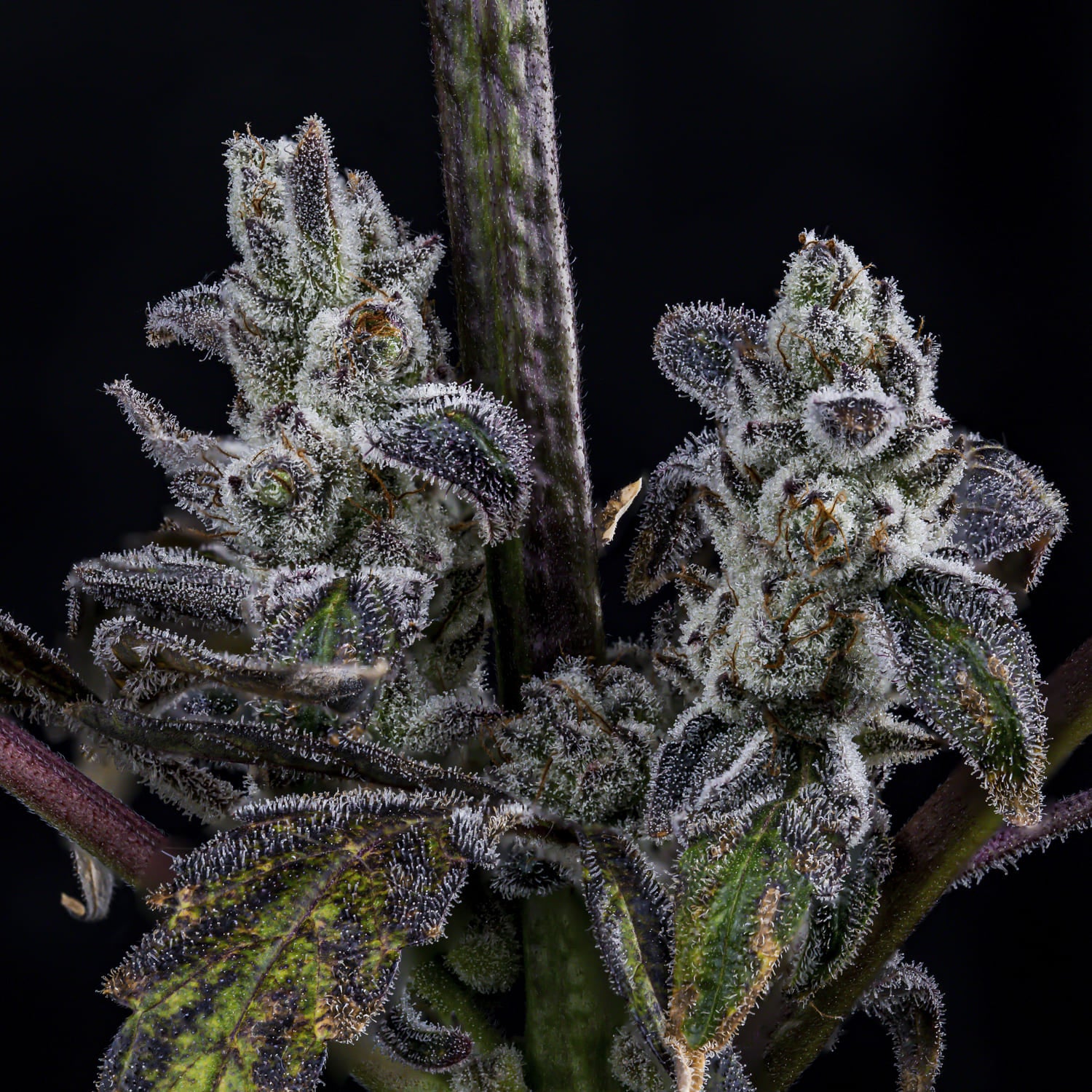 MephistO'z - Image 5